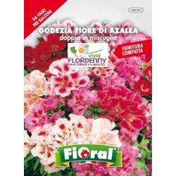 FIORAL SEMI DI GODEZIA DOPPIA IN MIX fiori sementi giardino aiuola ...